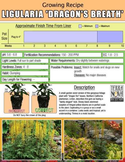 Ligularia 'Dragon's Breath' - Growing Recipe