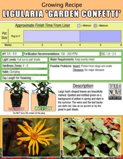 Ligularia 'Garden Confetti' - Growing Recipe