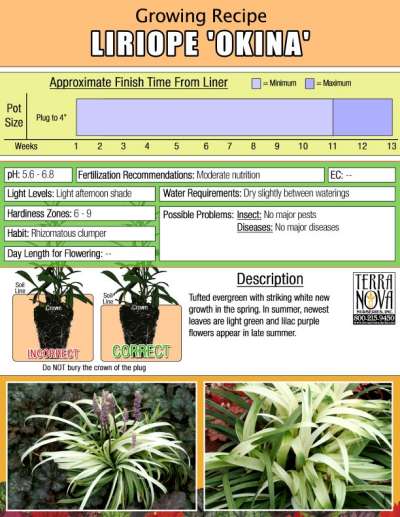 Liriope 'Okina' - Growing Recipe