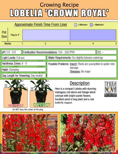 Lobelia 'Crown Royal' - Growing Recipe