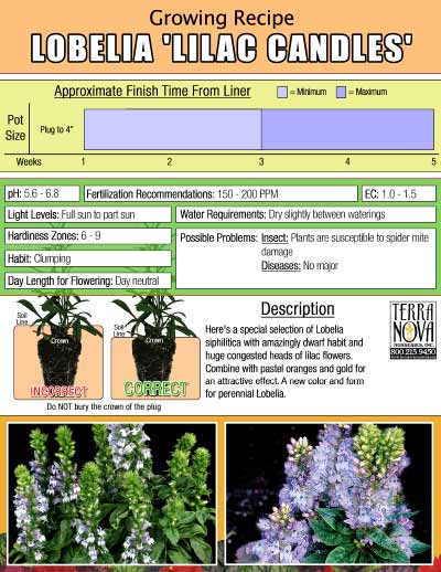 Lobelia 'Lilac Candles' - Growing Recipe