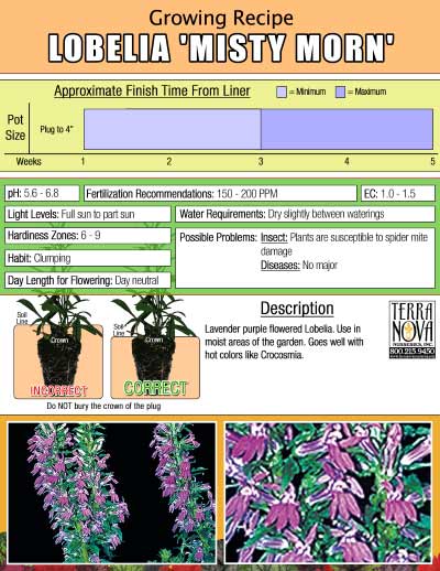 Lobelia 'Misty Morn' - Growing Recipe