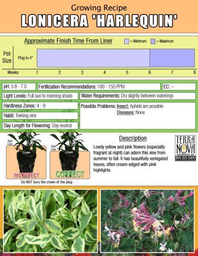 Lonicera 'Harlequin' - Growing Recipe