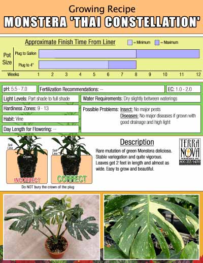 Monstera 'Thai Constellation' - Growing Recipe