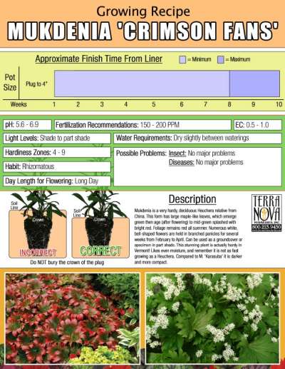 Mukdenia 'Crimson Fans' - Growing Recipe