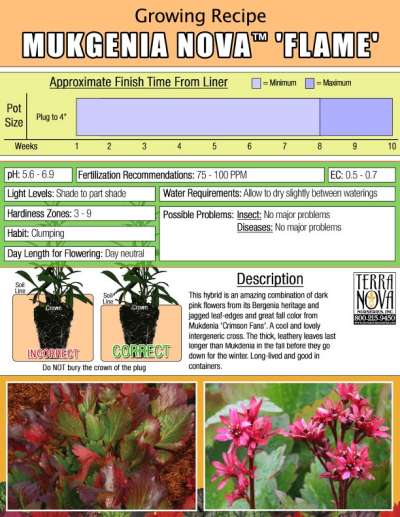 Mukgenia NOVA® ‘Flame’ - Growing Recipe