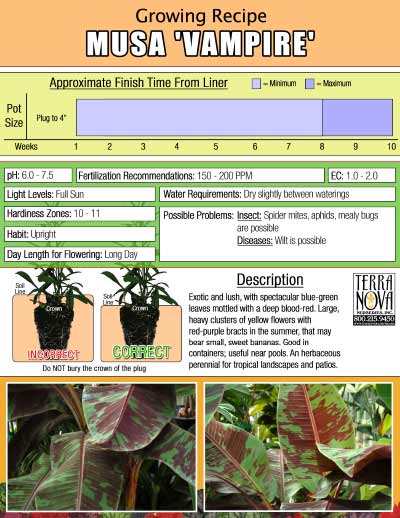 Musa 'Vampire' - Growing Recipe