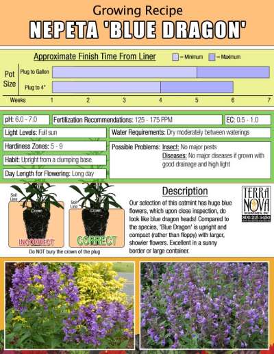 Nepeta 'Blue Dragon' - Growing Recipe