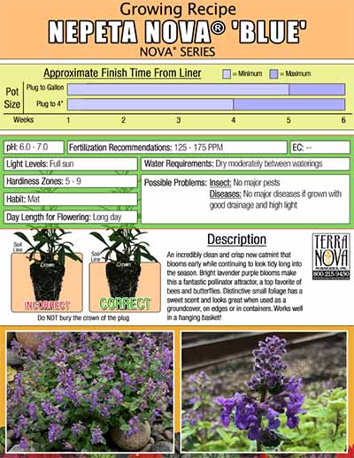 Nepeta NOVA® 'Blue' - Growing Recipe