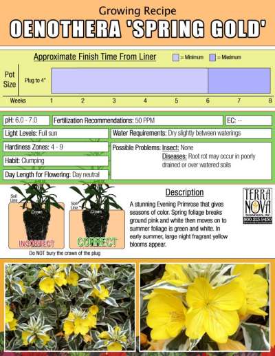 Oenothera 'Spring Gold' - Growing Recipe