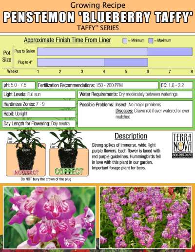 Penstemon 'Blueberry Taffy' - Growing Recipe