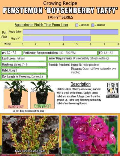 Penstemon 'Boysenberry Taffy' - Growing Recipe