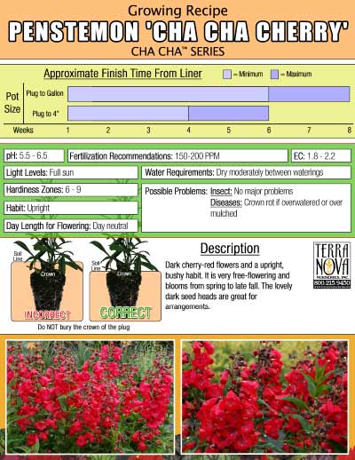 Penstemon CHA CHA™ 'Cherry' - Growing Recipe