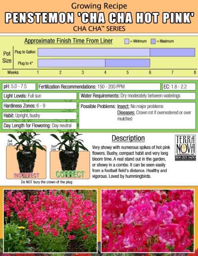 Penstemon CHA CHA™ 'Hot Pink' - Growing Recipe