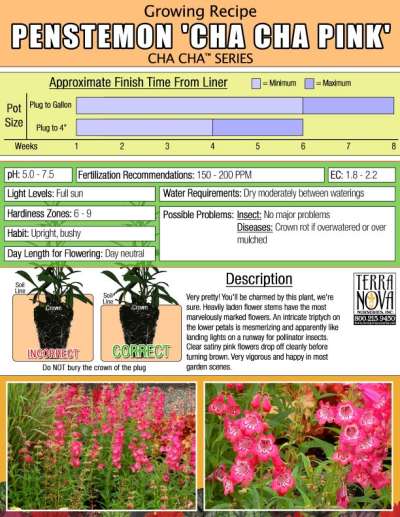 Penstemon CHA CHA™ 'Pink' - Growing Recipe