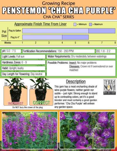 Penstemon CHA CHA™ 'Purple' - Growing Recipe