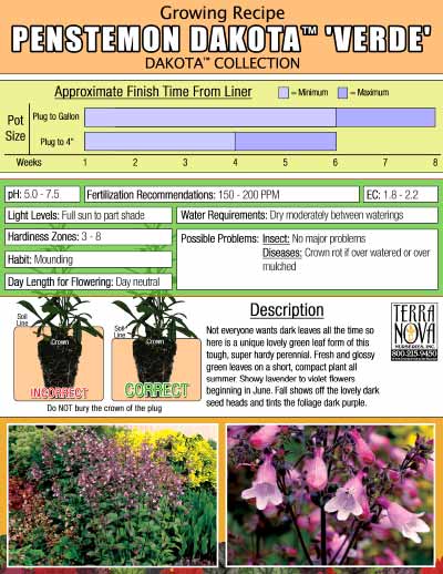 Penstemon DAKOTA™ 'Verde' - Growing Recipe