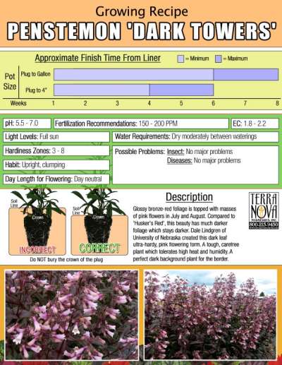 Penstemon 'Dark Towers' - Growing Recipe