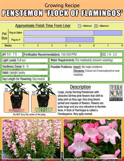 Penstemon 'Flock of Flamingos' - Growing Recipe