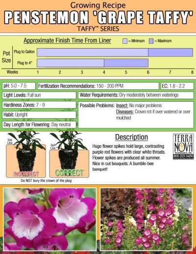 Penstemon 'Grape Taffy' - Growing Recipe