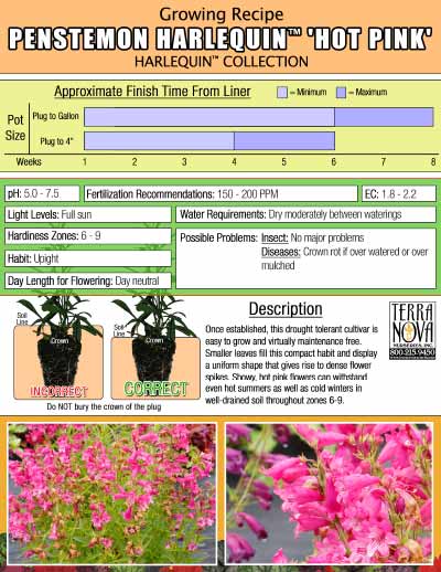 Penstemon HARLEQUIN™ 'Hot Pink' - Growing Recipe
