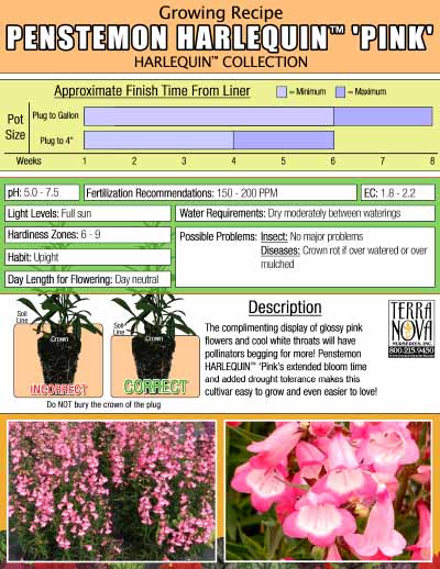 Penstemon HARLEQUIN™ 'Pink' - Growing Recipe