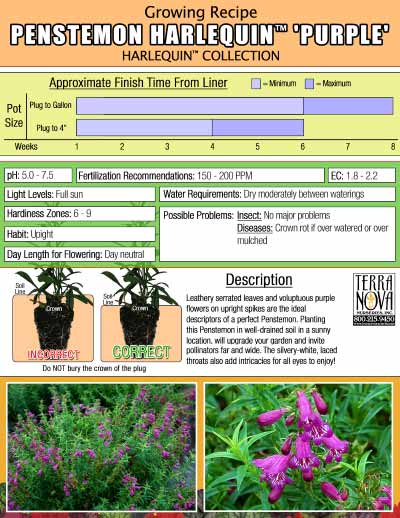 Penstemon HARLEQUIN™ 'Purple' - Growing Recipe