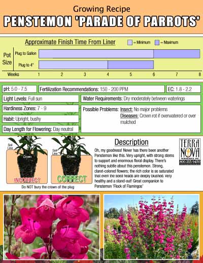 Penstemon 'Parade of Parrots' - Growing Recipe