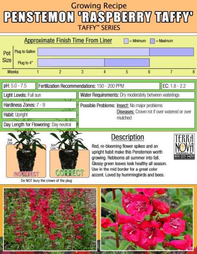 Penstemon 'Raspberry Taffy' - Growing Recipe