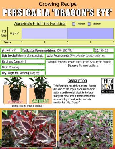 Persicaria 'Dragon's Eye' - Growing Recipe