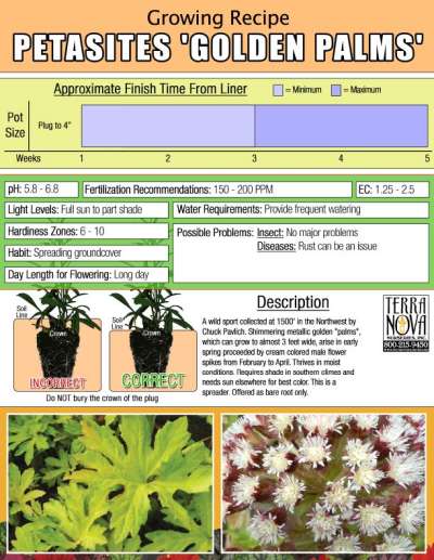 Petasites 'Golden Palms' - Growing Recipe