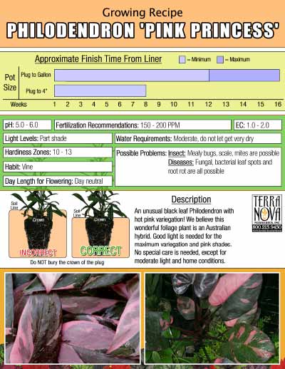 Philodendron 'Pink Princess' - Growing Recipe