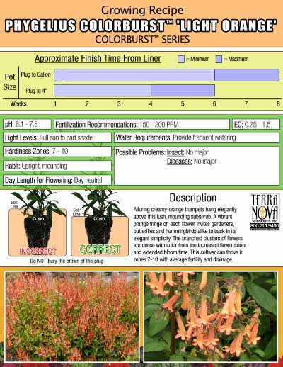 Phygelius COLORBURST™ 'Light Orange' - Growing Recipe