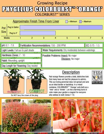 Phygelius COLORBURST™ 'Orange' - Growing Recipe