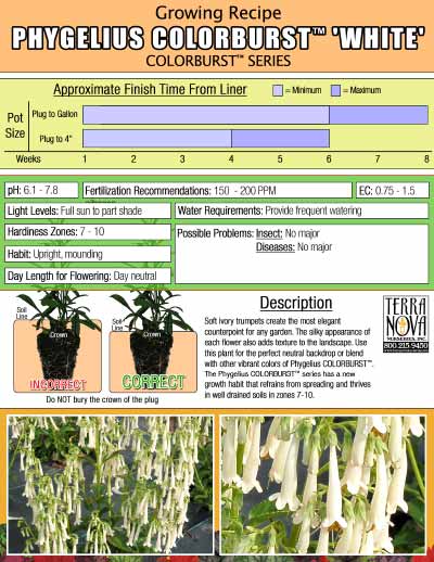 Phygelius COLORBURST™ 'White' - Growing Recipe