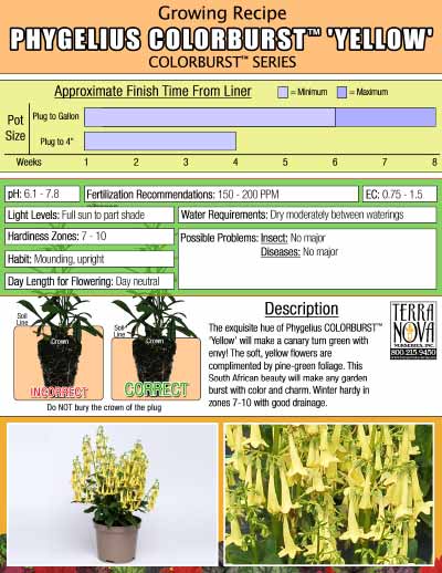 Phygelius COLORBURST™ 'Yellow' - Growing Recipe