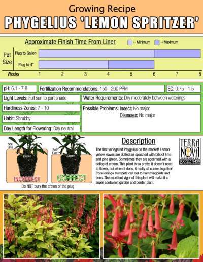 Phygelius 'Lemon Spritzer' - Growing Recipe