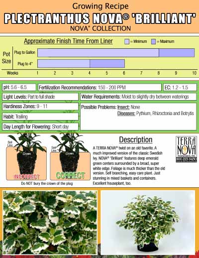 Plectranthus NOVA® 'Brilliant' - Growing Recipe