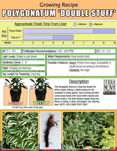 Polygonatum 'Double Stuff' - Growing Recipe