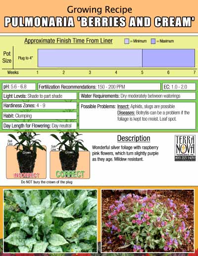 Pulmonaria 'Berries and Cream' - Growing Recipe