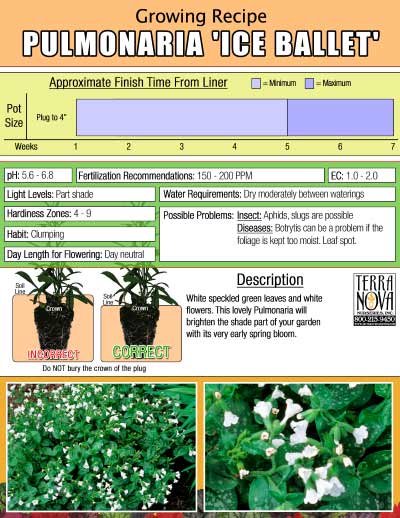 Pulmonaria 'Ice Ballet' - Growing Recipe