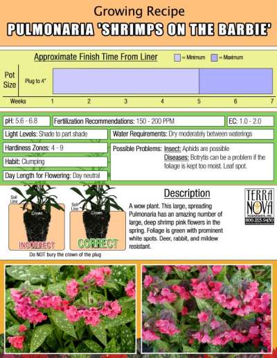 Pulmonaria 'Shrimps on the Barbie' - Growing Recipe