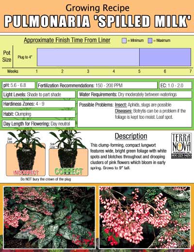 Pulmonaria 'Spilled Milk' - Growing Recipe