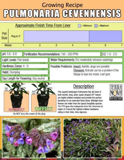 Pulmonaria cevennensis - Growing Recipe