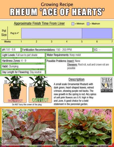 Rheum 'Ace of Hearts' - Growing Recipe