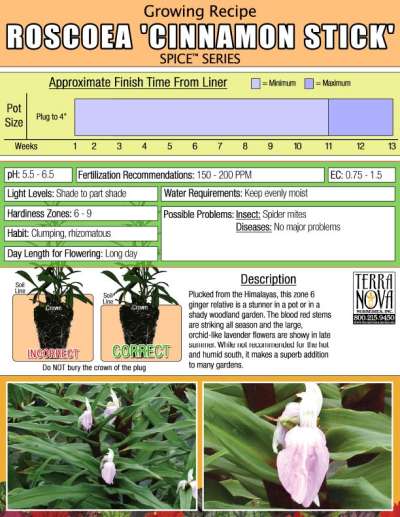 Roscoea 'Cinnamon Stick' - Growing Recipe