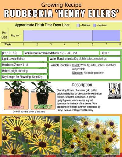 Rudbeckia 'Henry Eilers' - Growing Recipe