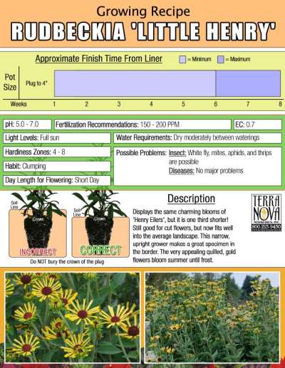 Rudbeckia 'Little Henry' - Growing Recipe