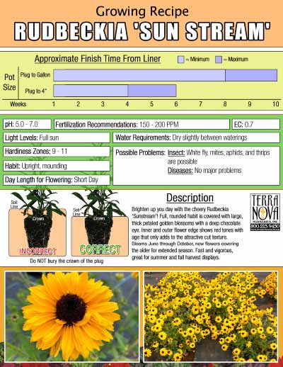 Rudbeckia 'Sun Stream' - Growing Recipe