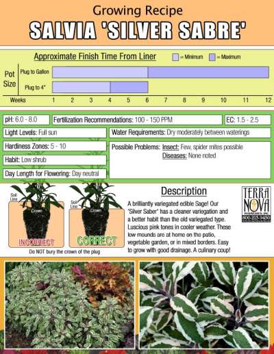Salvia 'Silver Sabre' - Growing Recipe